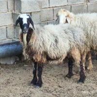 میش داشتی درجه یک عطیقه|حیوانات مزرعه|شیراز, شاپورجان|دیوار