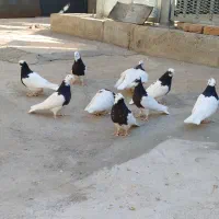 طوقی کبوتر|پرنده|قزوین, |دیوار