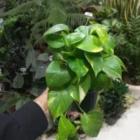 پتوس دیفن سانسوریا زاموفیلیا یوکا آگلونما گلدان