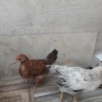 ۲ عدد نیمچه محلی رسمی|حیوانات مزرعه|تهران, کرمان|دیوار