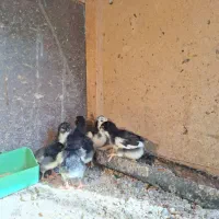 جوجه گلین اصل