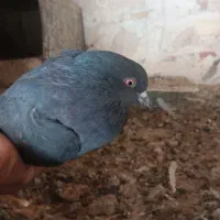 مجسمه ک ب و ت ر گ ر ف ت ن ی|مجسمه، تندیس، ماکت|کرباسک, |دیوار