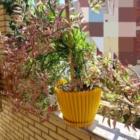نخل ماداگاسکار|گل و گیاه طبیعی|شاهین‌شهر, شهرک گلدیس|دیوار