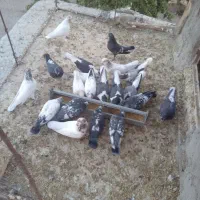 کبوتر|پرنده|سجاس رود, |دیوار