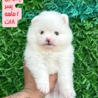 مجموعه توله پت واقعی