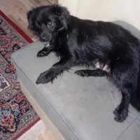 سگ بامزه|سگ|بندر انزلی, لیچارگی حسن رود|دیوار