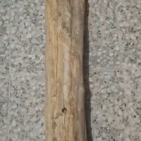 تنه درخت نارنج مناسب ساخت صنایع دستی