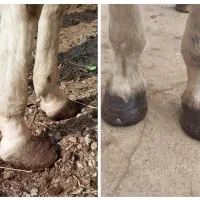 نعلبندی/ قیار