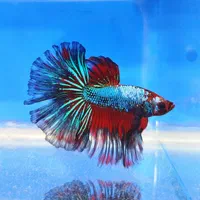 فروشگاه آکواریوم آنجل