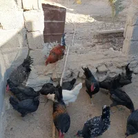 مرغ و خروس محلی|حیوانات مزرعه|خورموج, |دیوار