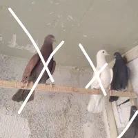 کبوتر پرشی|پرنده|فردیس, شهرک ناز|دیوار