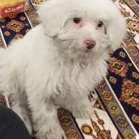 سگ شیتزو مالتیز