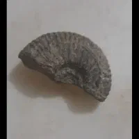 فسیل قدیمی