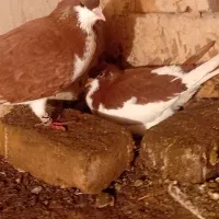 پرنده|پرنده|تربت‌حیدریه, منظر|دیوار