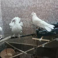 یه جفت دم چتری باحال