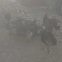 بو قلمون محلی|پرنده|دلبران, |دیوار