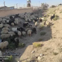 گله میش وبز جوان یک صاحب  برای مالداری  وپرواری|حیوانات مزرعه|رضویه, |دیوار