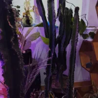 ۴عدد کاکتوس