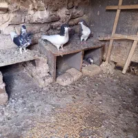 نروماده افشون درشت خشکل
