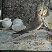 عروس هلندی جفت