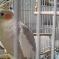 عروس هلندی نر