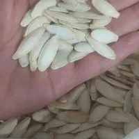 تخمه کدو شاپوری