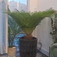 گل سیکاس عالی با گلدون سنگی بزرگ