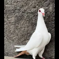 کفتر