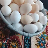 تخم مرغ گلین