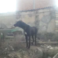 ماده سرابی اصل خوش هیکل و قد بلند|سگ|بیله سوار, |دیوار