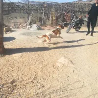 سگ نگهبان