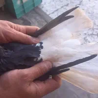 زاغ دمسفید|پرنده|سوسنگرد, |دیوار