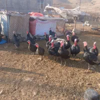 بوقلمون چاق و سرحال