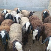 شیشک اصیل شال