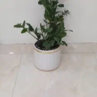 گلهای‌زاموفلیا‌‌