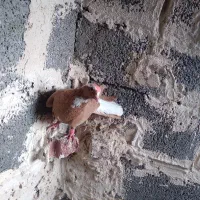 کبوتر ساری قرمزی