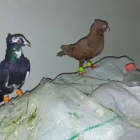کفتر