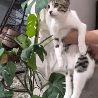 واگذاری گربه|گربه|برازجان, |دیوار