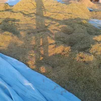 یونجه پر برگ|حیوانات مزرعه|رامهرمز, |دیوار