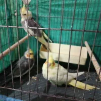 عروس هلندی|پرنده|قم, شهرک مهدیه (مدرس)|دیوار