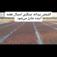 بزرگترین مرکز پخش کشمش درکرج|عمده‌فروشی|کرج, آق تپه|دیوار