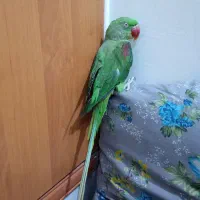 شاه طوطی|پرنده|بیرجند, |دیوار