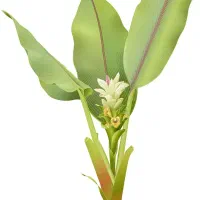 فروش ویژه روغن خالص زردچوبه تولید داخل|آرایشی، بهداشتی، درمانی|تهران, شهرک علم و فناوری|دیوار