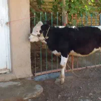 یک عدد گوساله خوشخوراک