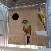 تعدادی جفت گرینچیک اناناسی و یلوساید کار داده