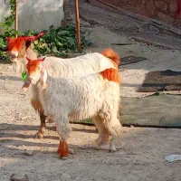 برابستن بابیگ ماده