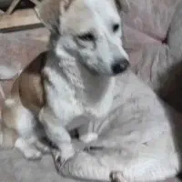 2 تاسگ پیدا شده در گلبهار پرند|سگ|گلبهار, شهر جدید گلبهار|دیوار