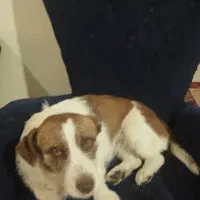 واگذاری رایگان