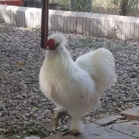 فروش دوتا خروس ابریشمی