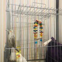 عروس هلندی|پرنده|بندر امام خمینی, |دیوار